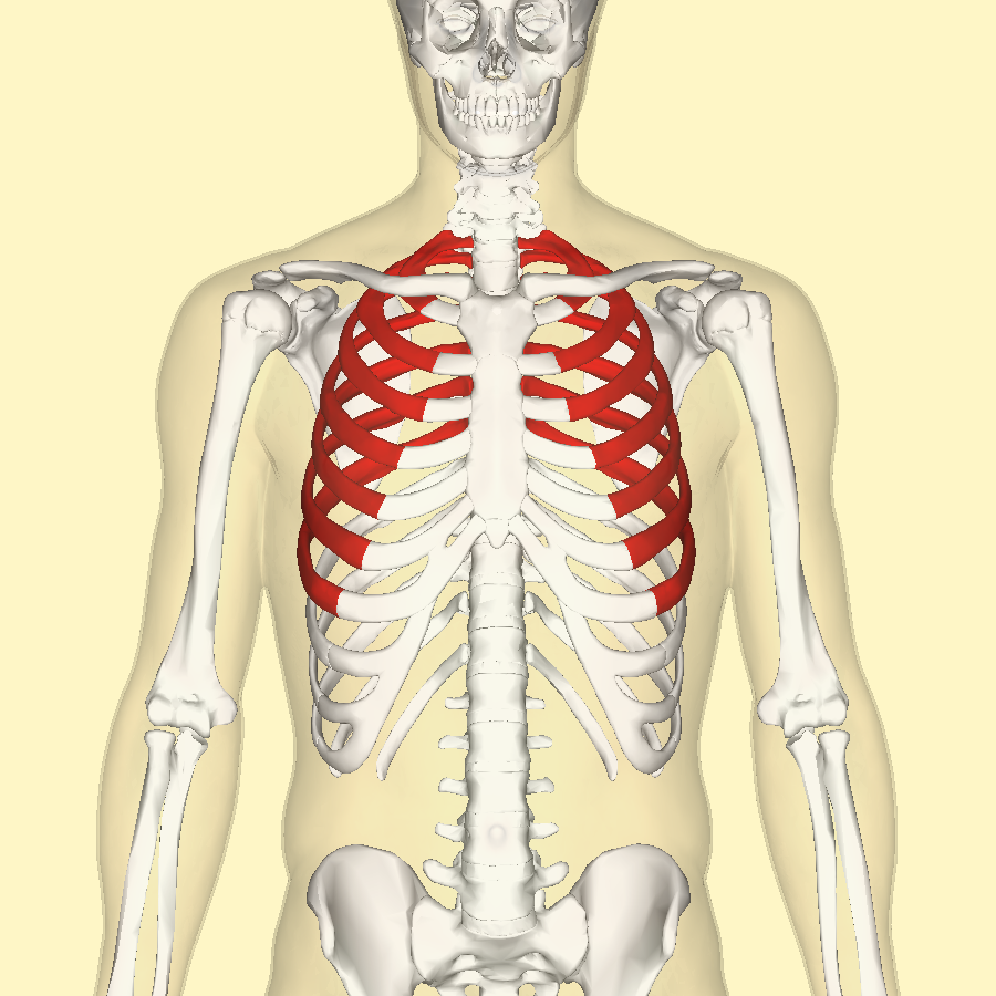 File True Ribs Frontal Png