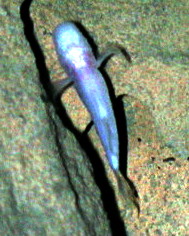 Typhlichtys subterraneus