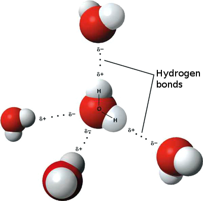 http://upload.wikimedia.org/wikipedia/commons/f/f9/3D_model_hydrogen_bonds_in_water.jpg