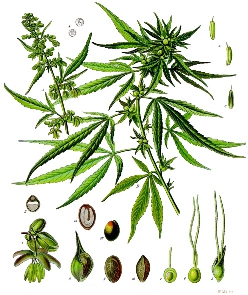 File:Cannabis sativa - Köhler–s Medizinal-Pflanzen-026.jpg