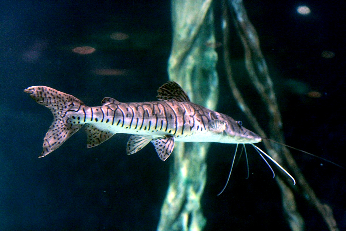 Pseudoplatystoma tigrinum1.jpg