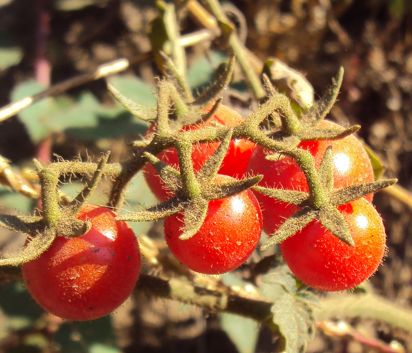 Solanum lycopersicum image