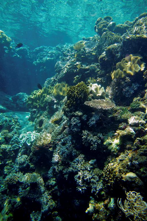 Shallow Water Coral