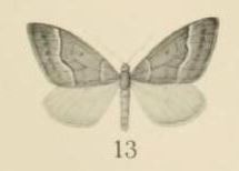 Xanthorhoe albodivisaria