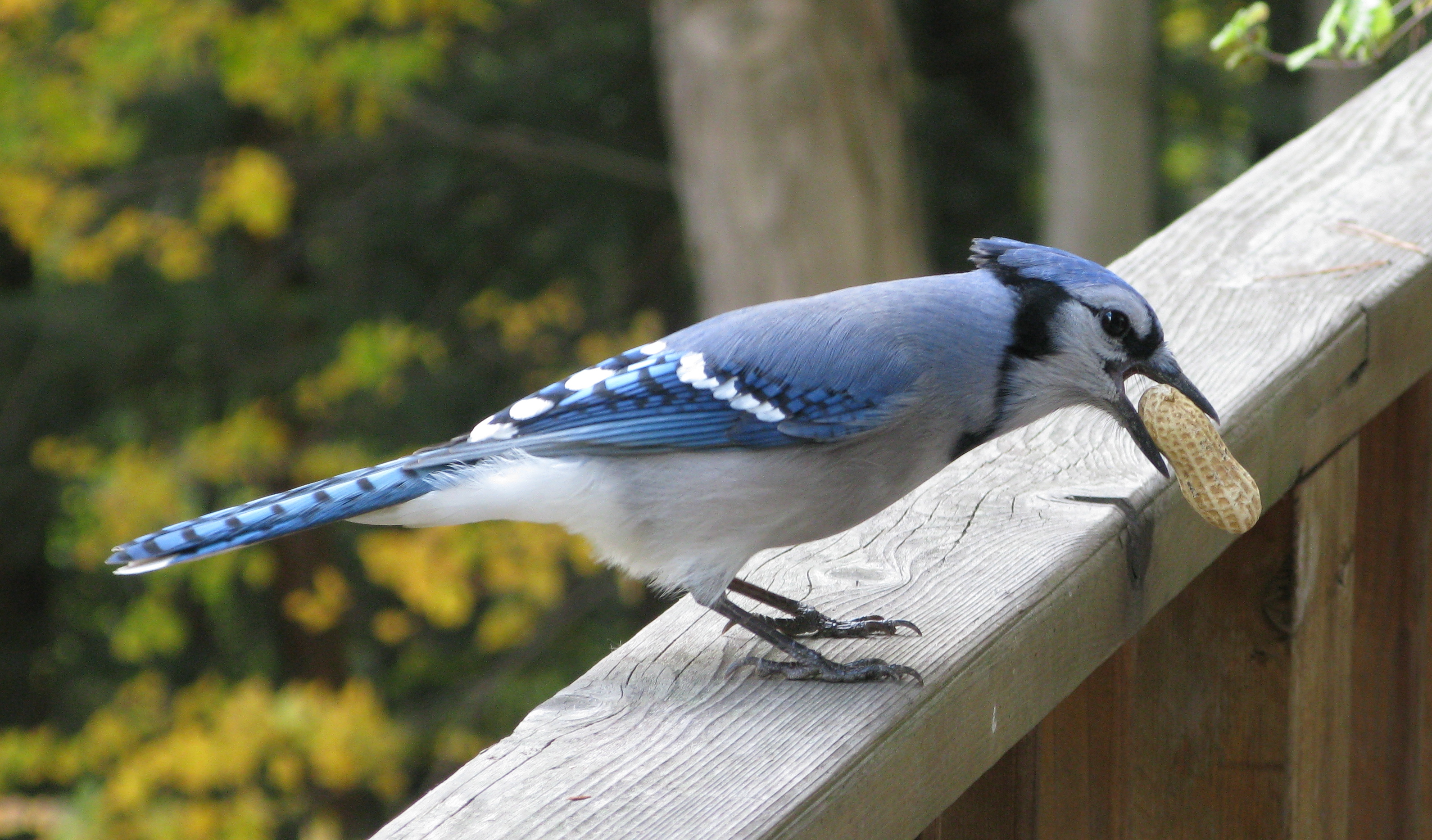 File:Blue Jay with Peanut.jpg - Wikimedia Commons