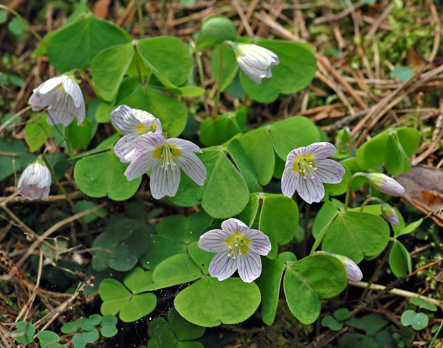 wood sorrel duplicate