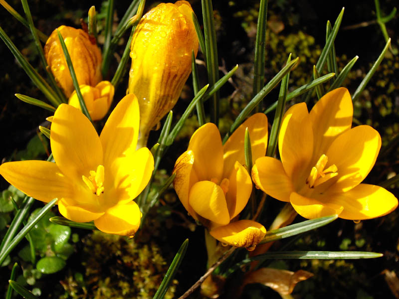 Crocus chrysanthus 'Saturnus' 2