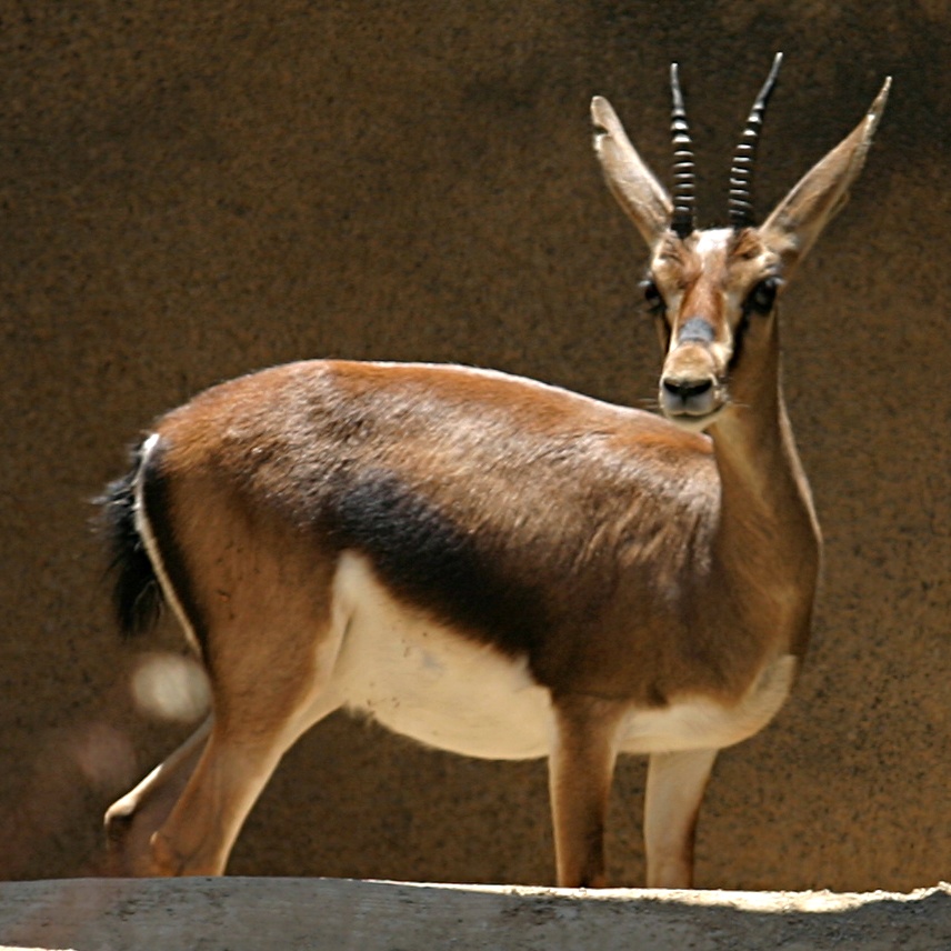 fat gazelle