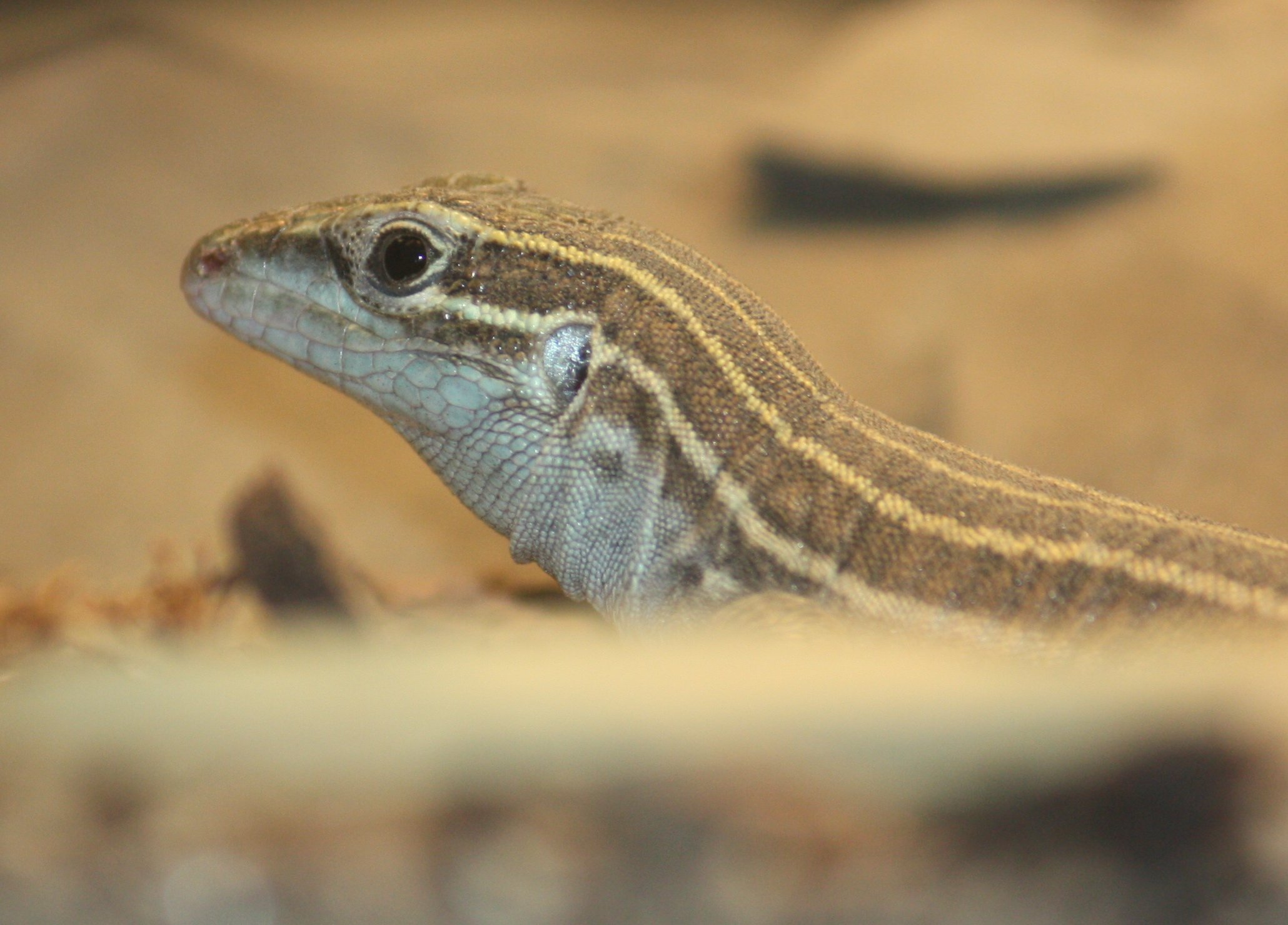 Some species of whiptail lizards, such as this desert grassland whiptail lizard, reproduce exclusively via parthenogenesis. Image By Ltshears (Own work) [CC-BY-SA-3.0 (http://creativecommons.org/licenses/by-sa/3.0)], via Wikimedia Commons