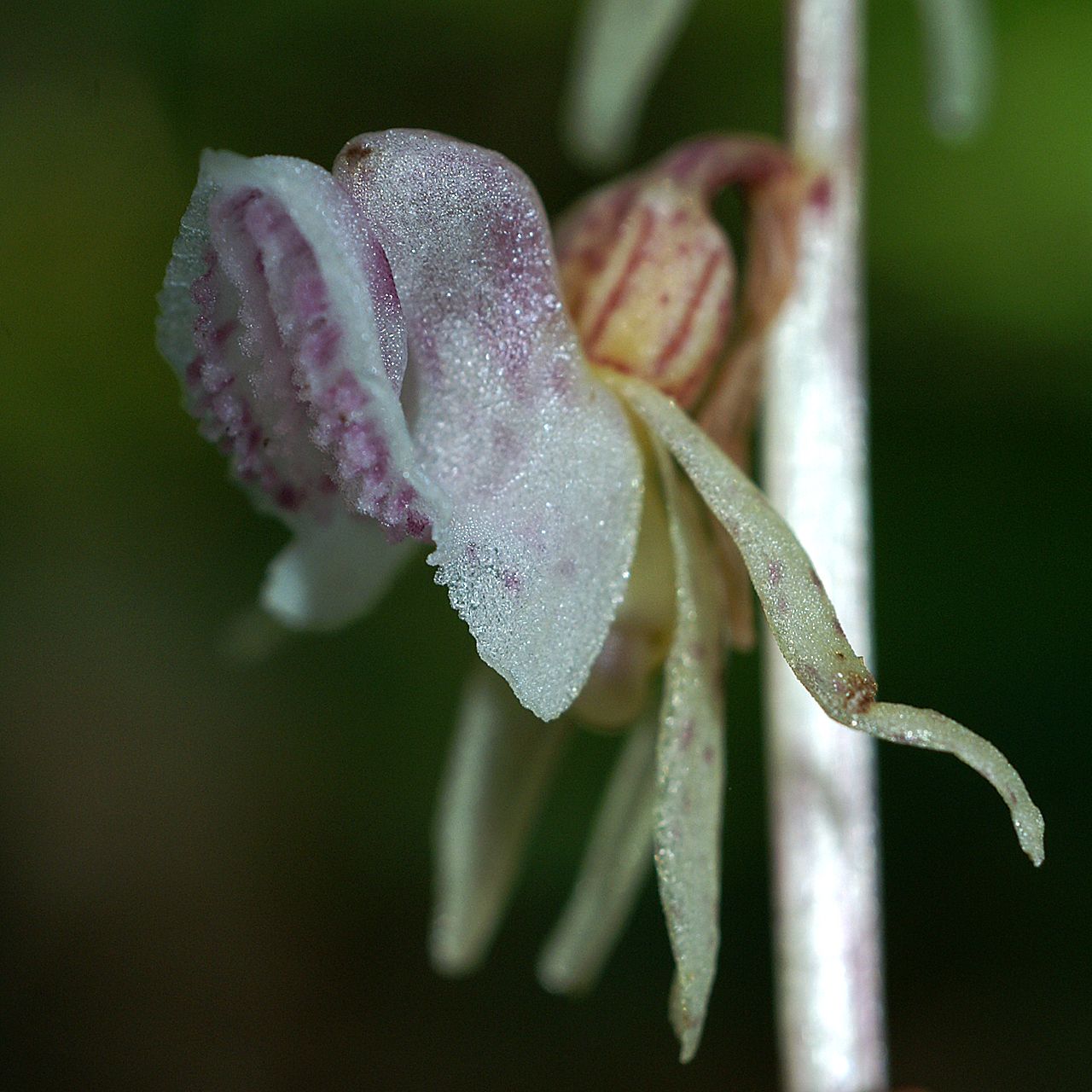 Epipogium aphyllum image