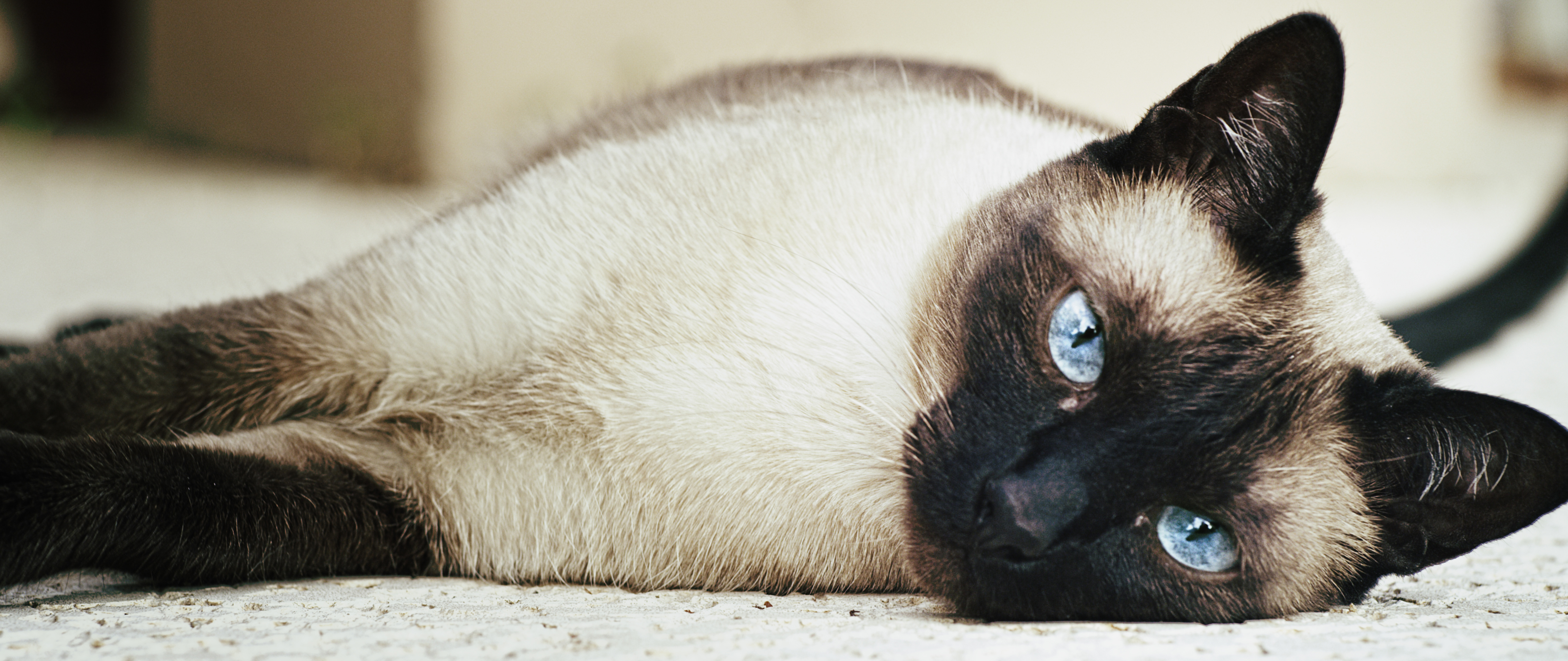 Siamese Cat Coats Are Temperature Dependent The Enzyme That Catalyses The Reaction To Create The Pigment Denatures At High Temperatures Therefore The Only Places Where The Pigment Can Be Produced Are The