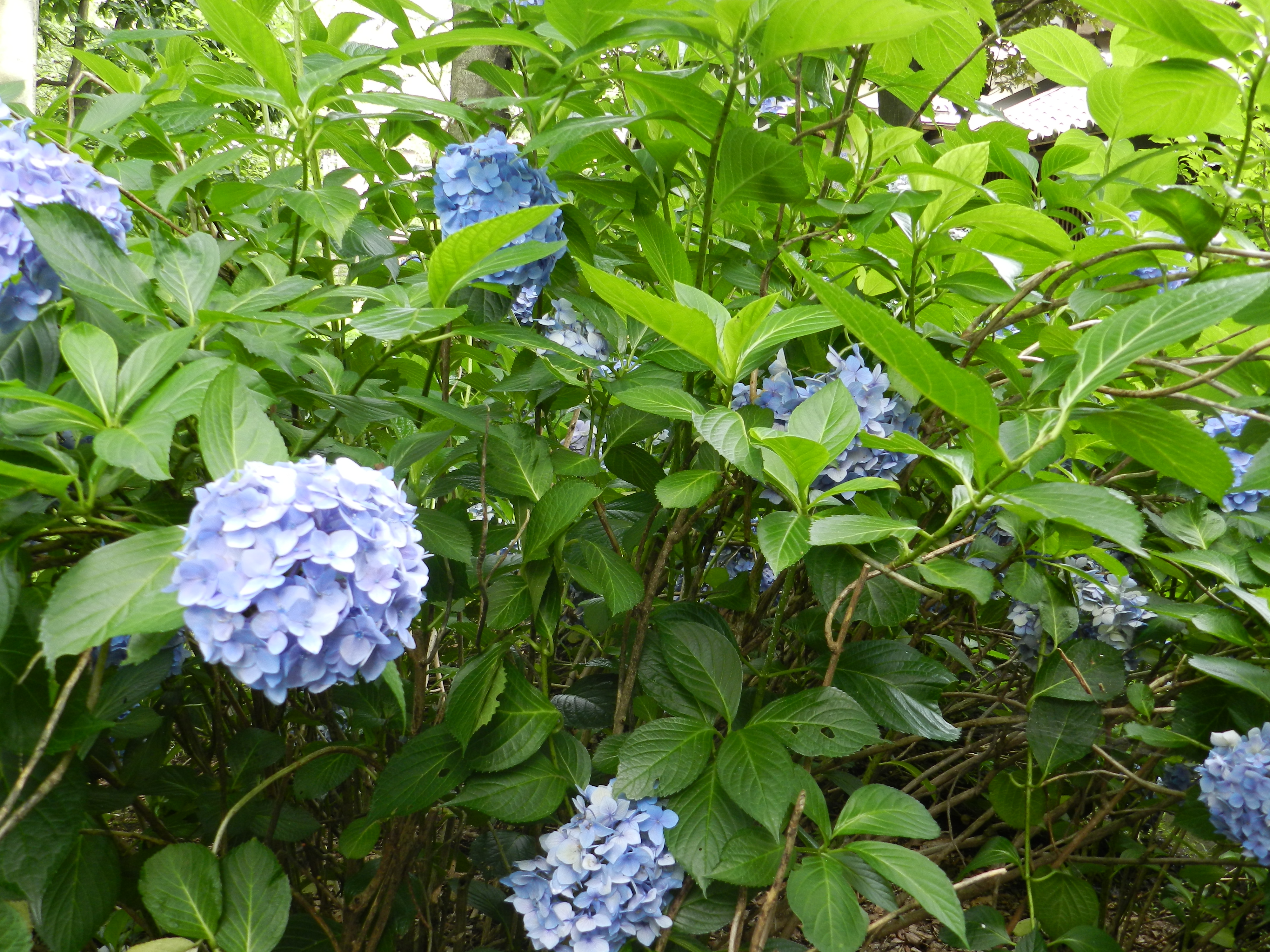 File:Hydrangea macrophylla Nikko Blue.JPG  Wikimedia Commons