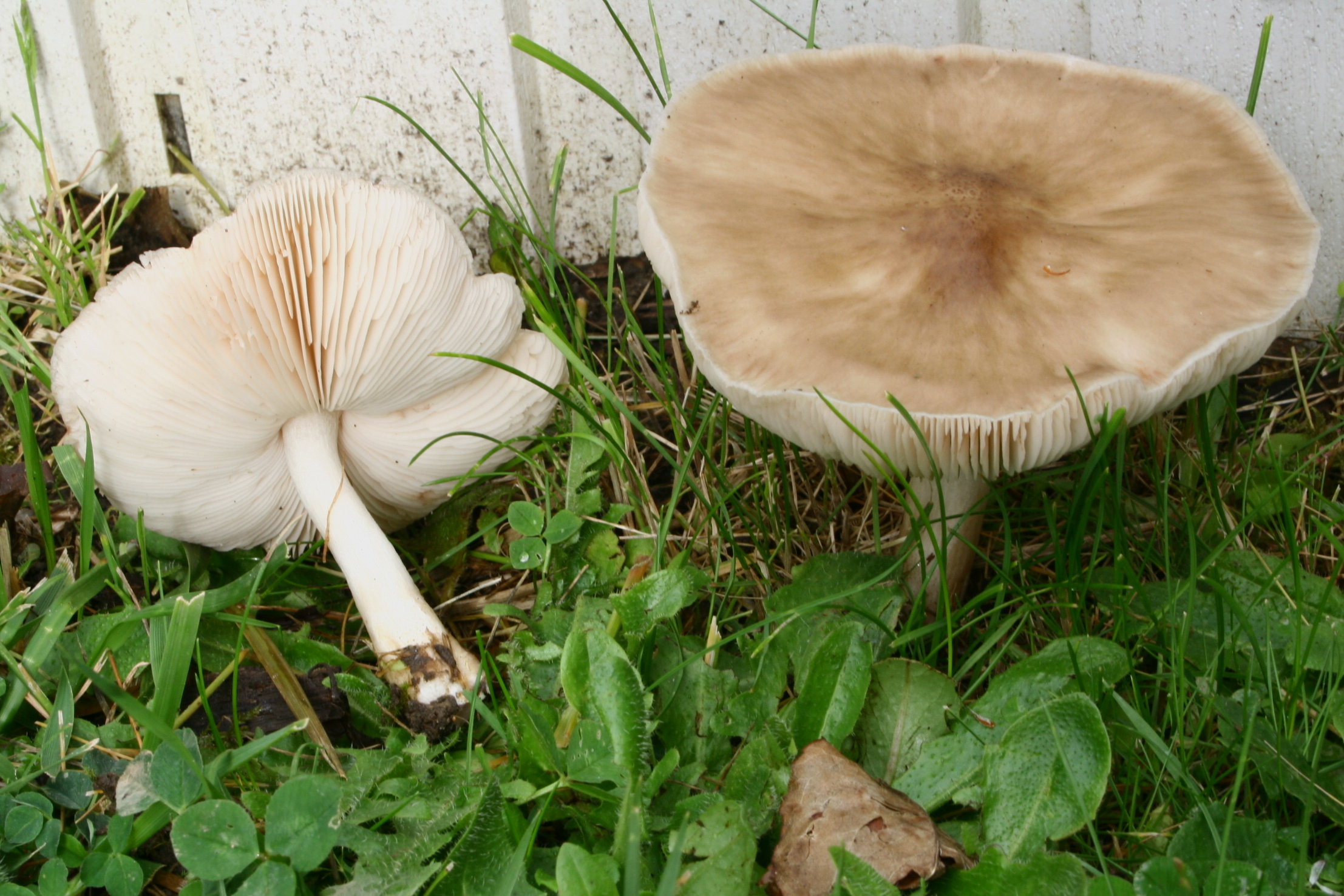 Pluteus Petasatus