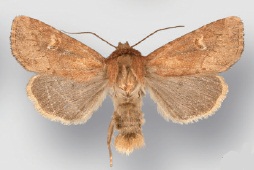 Resapamea innota