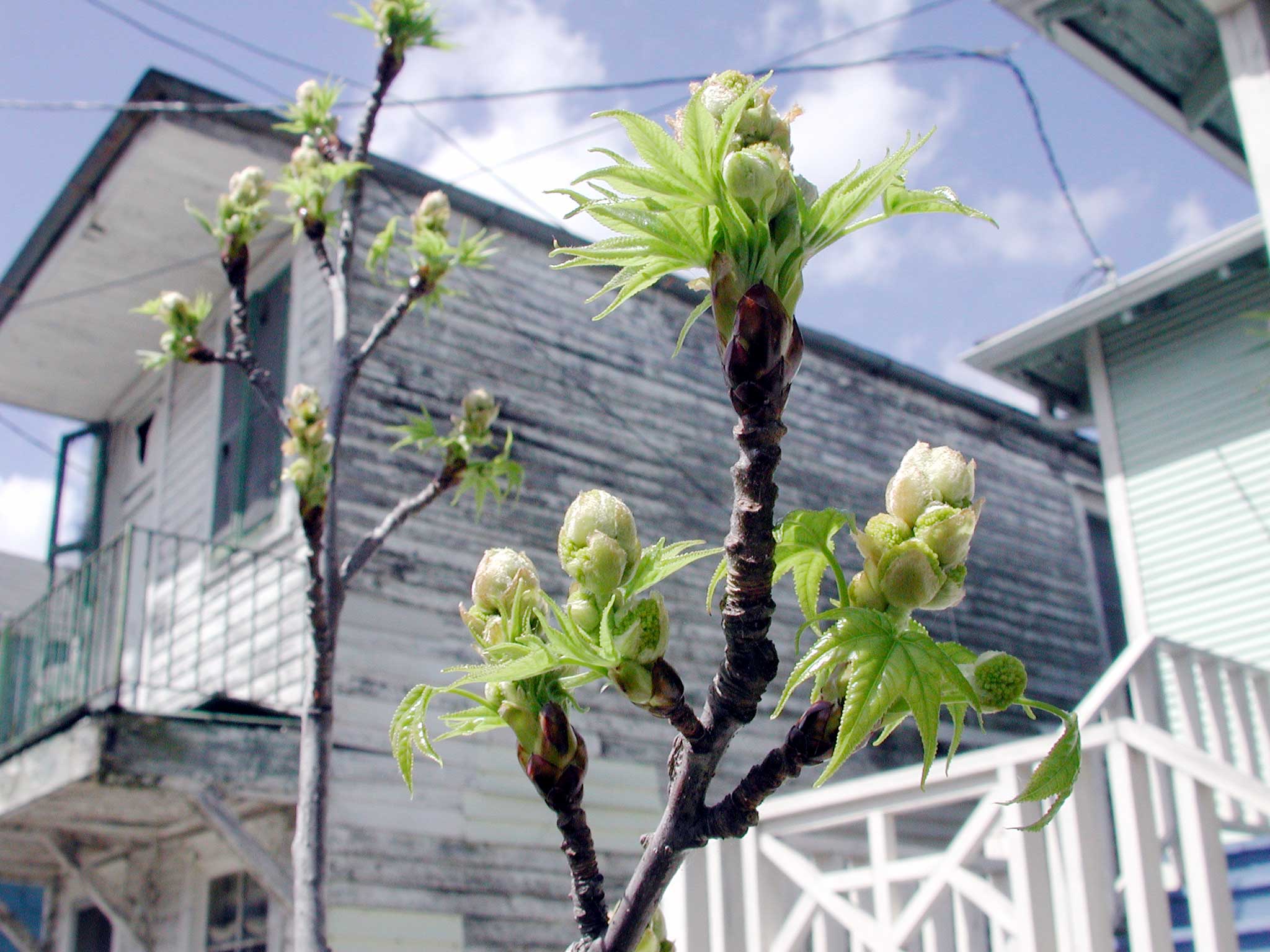 Sweet_gum_buds.jpg