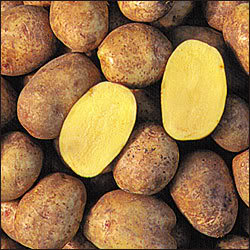 English: Golden Flesh Yukon Gold Potato