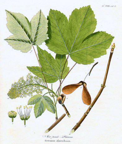 Acer pseudoplatanusAA