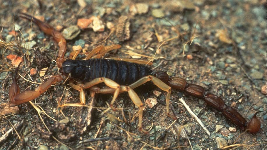 http://upload.wikimedia.org/wikipedia/commons/f/fb/Bark_Scorpion.jpg