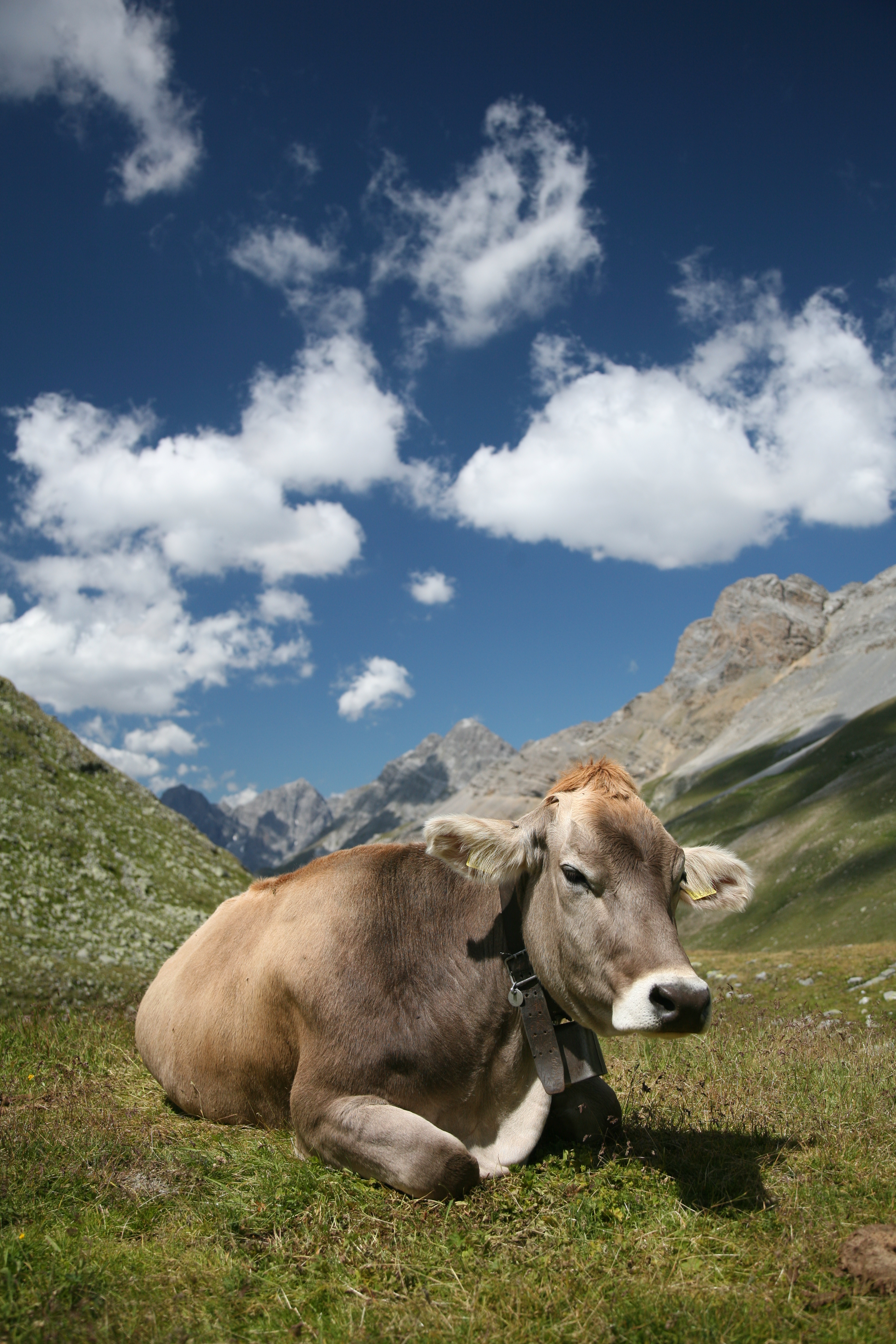 A gorgeous image of a cow in the Swiss Alps accompanied by the opening  stanzas of James Dickey's “The Heaven of Animals” (1961) | Prometheus  Unbound