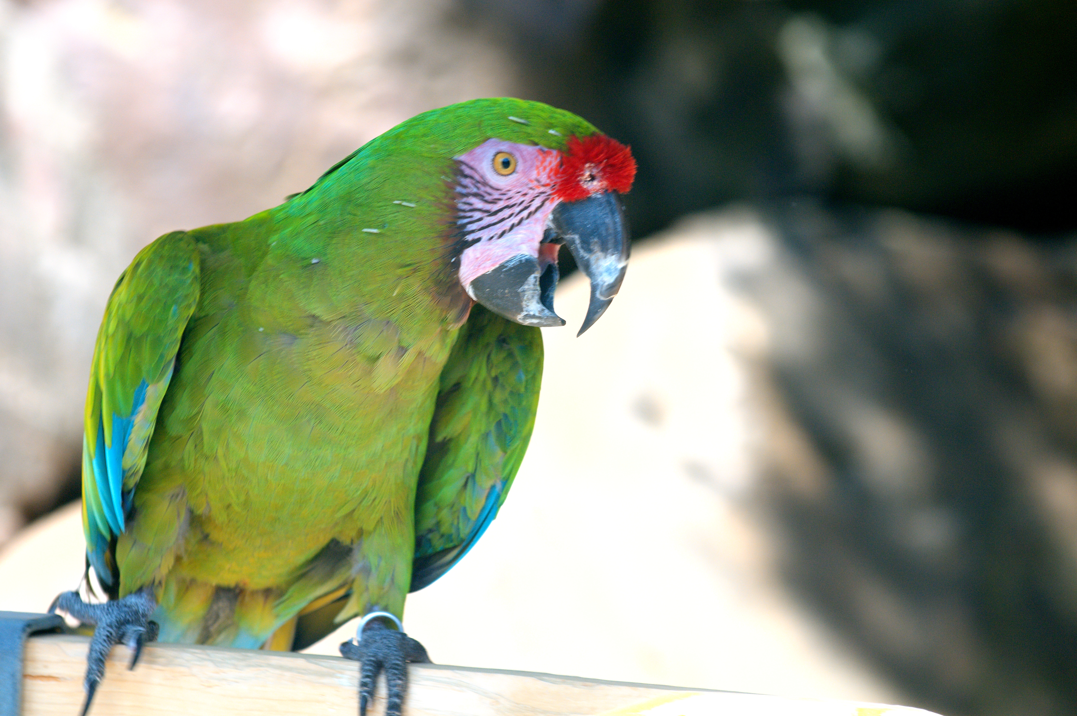 military macaw pictures