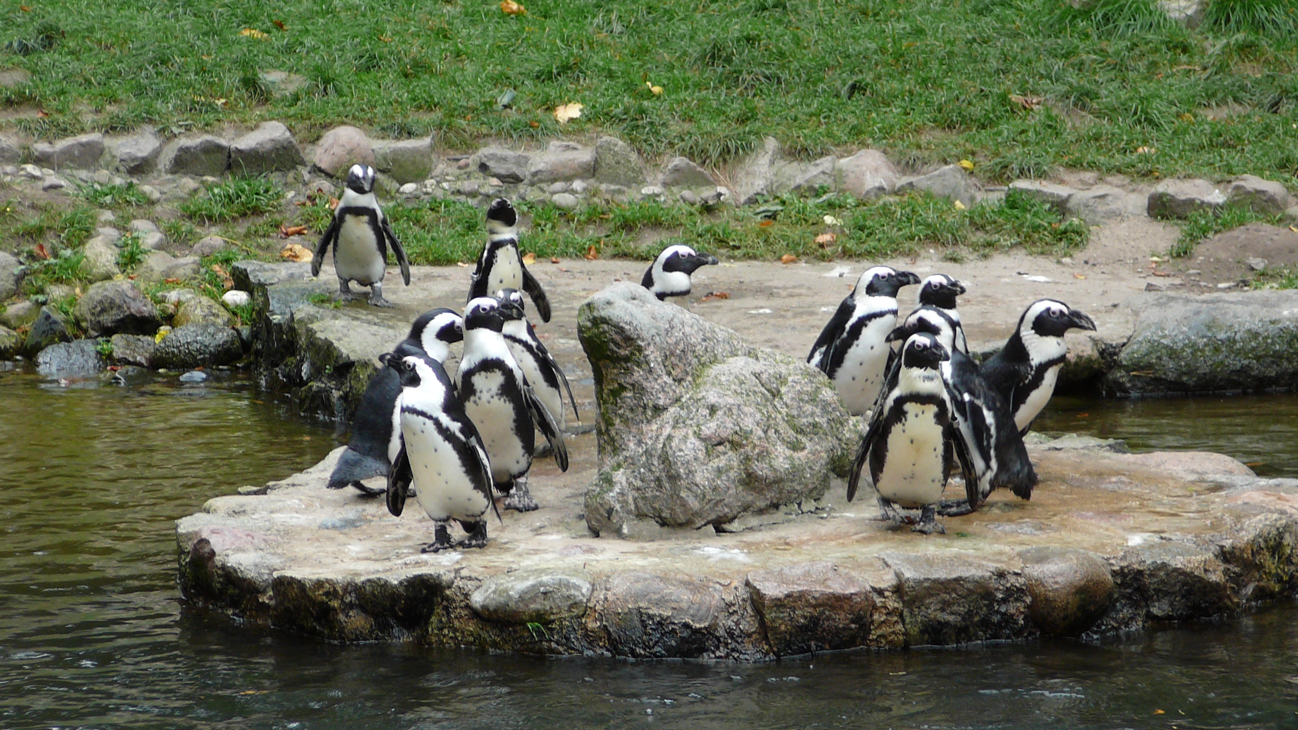 File:Oliwa zoo pingwiny.JPG