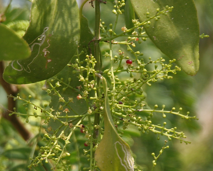 Peelu Tree