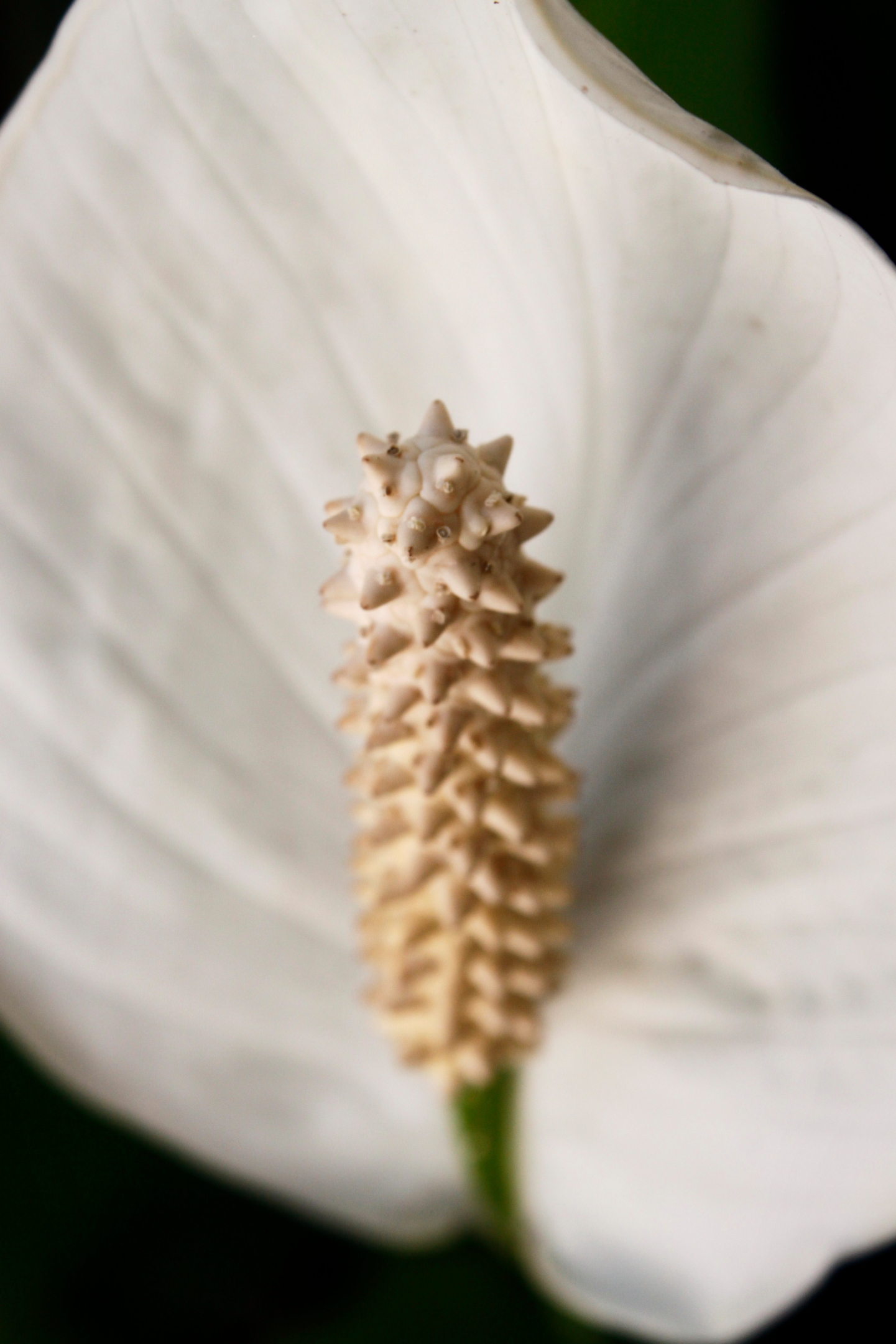 Spathiphyllum Wallisii