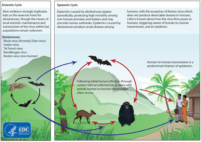 Ebola Virus Cycle