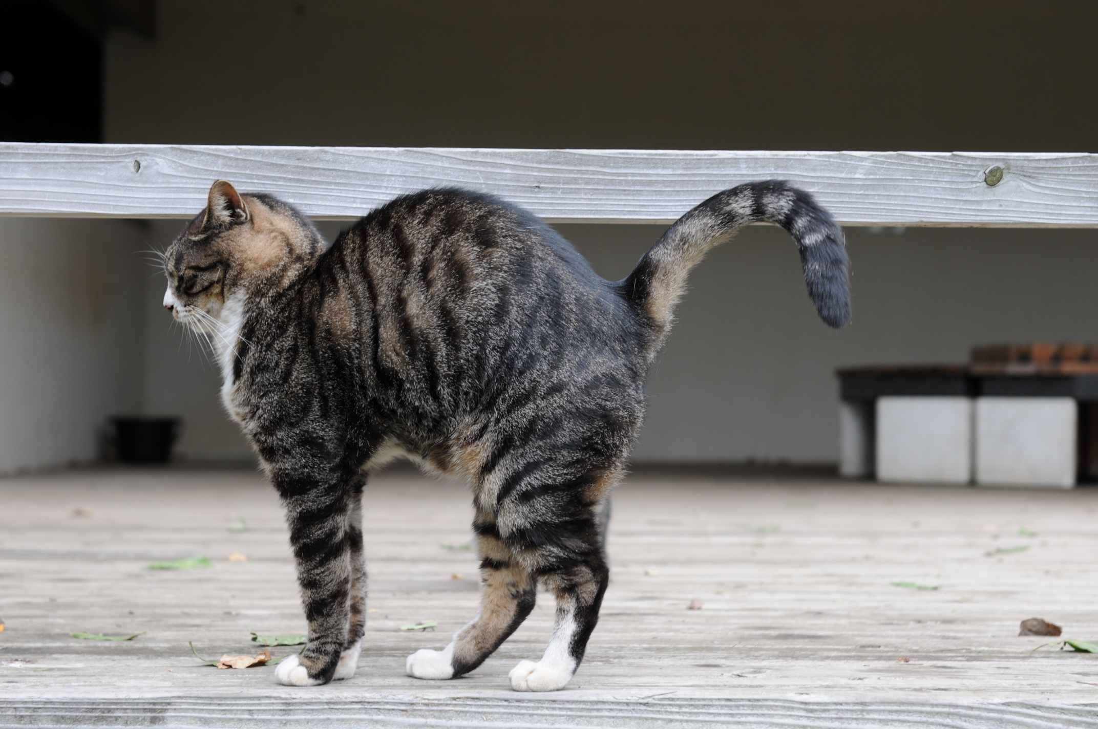 Mackerel Tabby Kitten