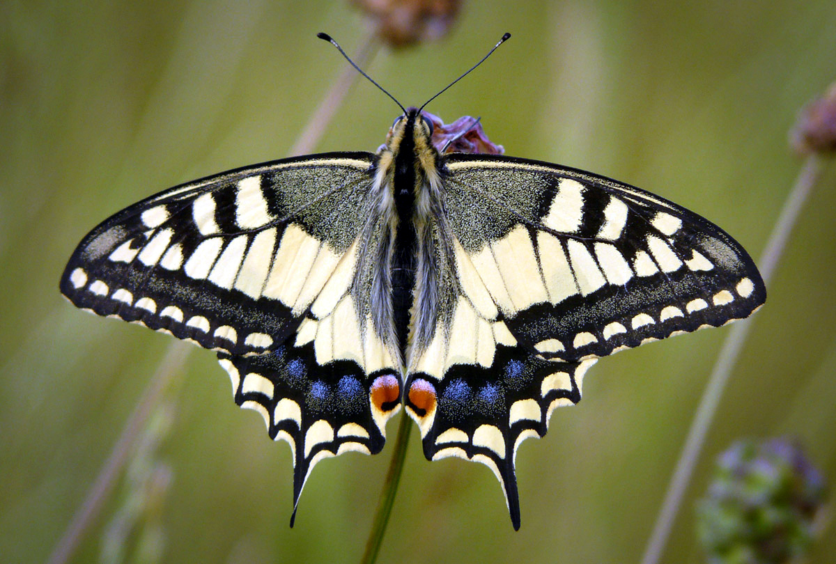 Největší motýl na západní polokouli.