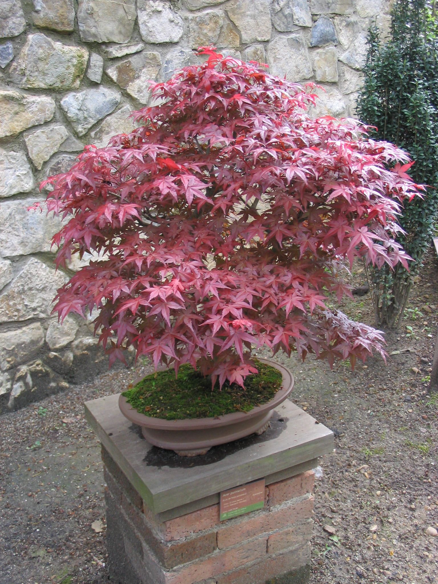 Aliexpress.com : Buy Red Japanese Ghost Maple Tree Bonsai 