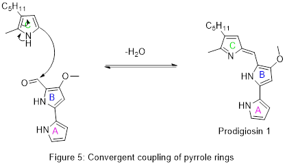 Assemblage des anneaux pyrrole de la prodigiosine