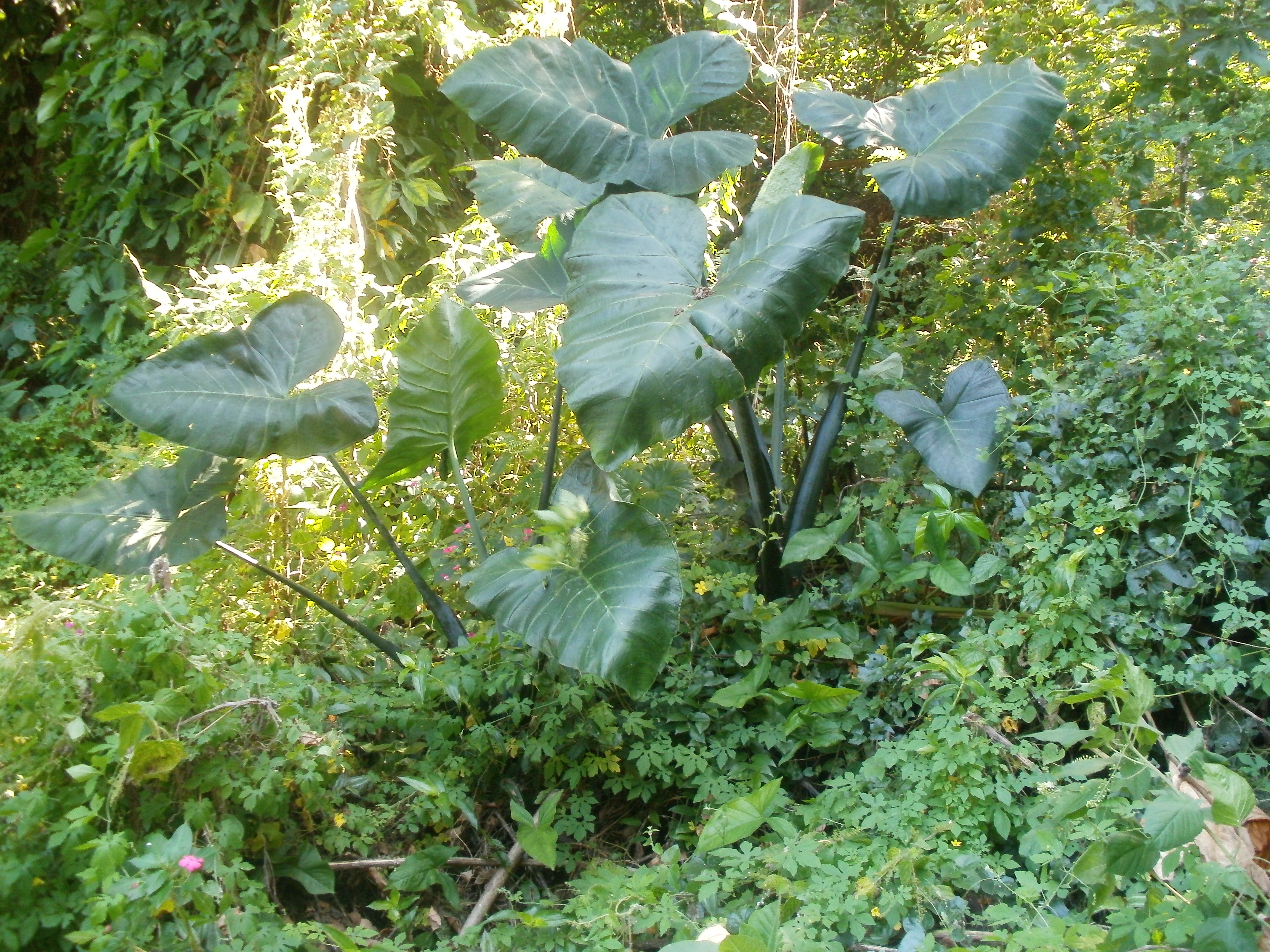 Parque Da Catacumba