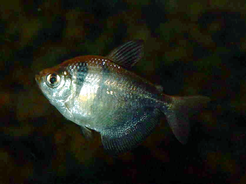 Peixe009eue.jpg