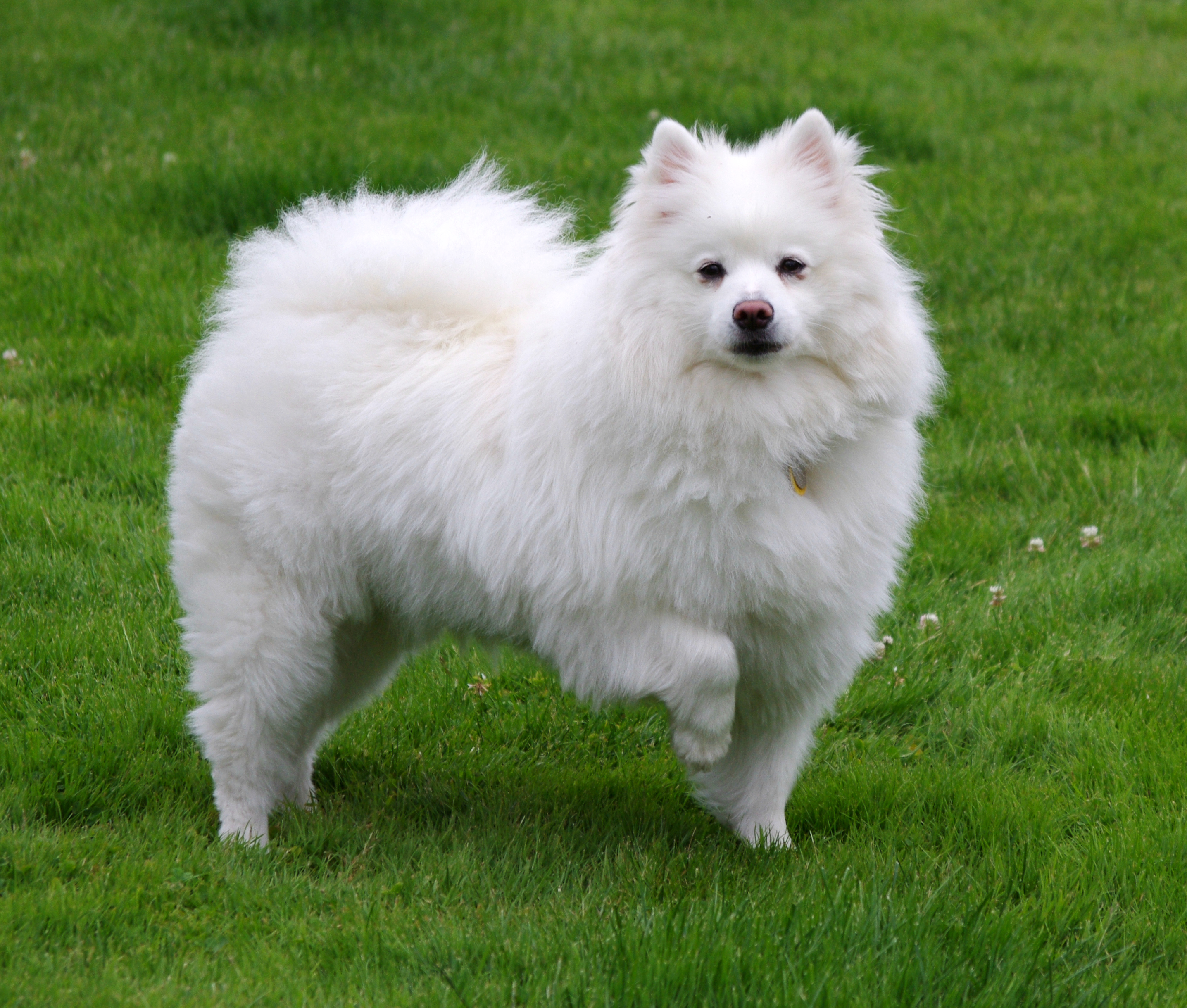 American Eskimo