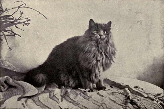 Blue_Persian_%22Gentian%22.jpg