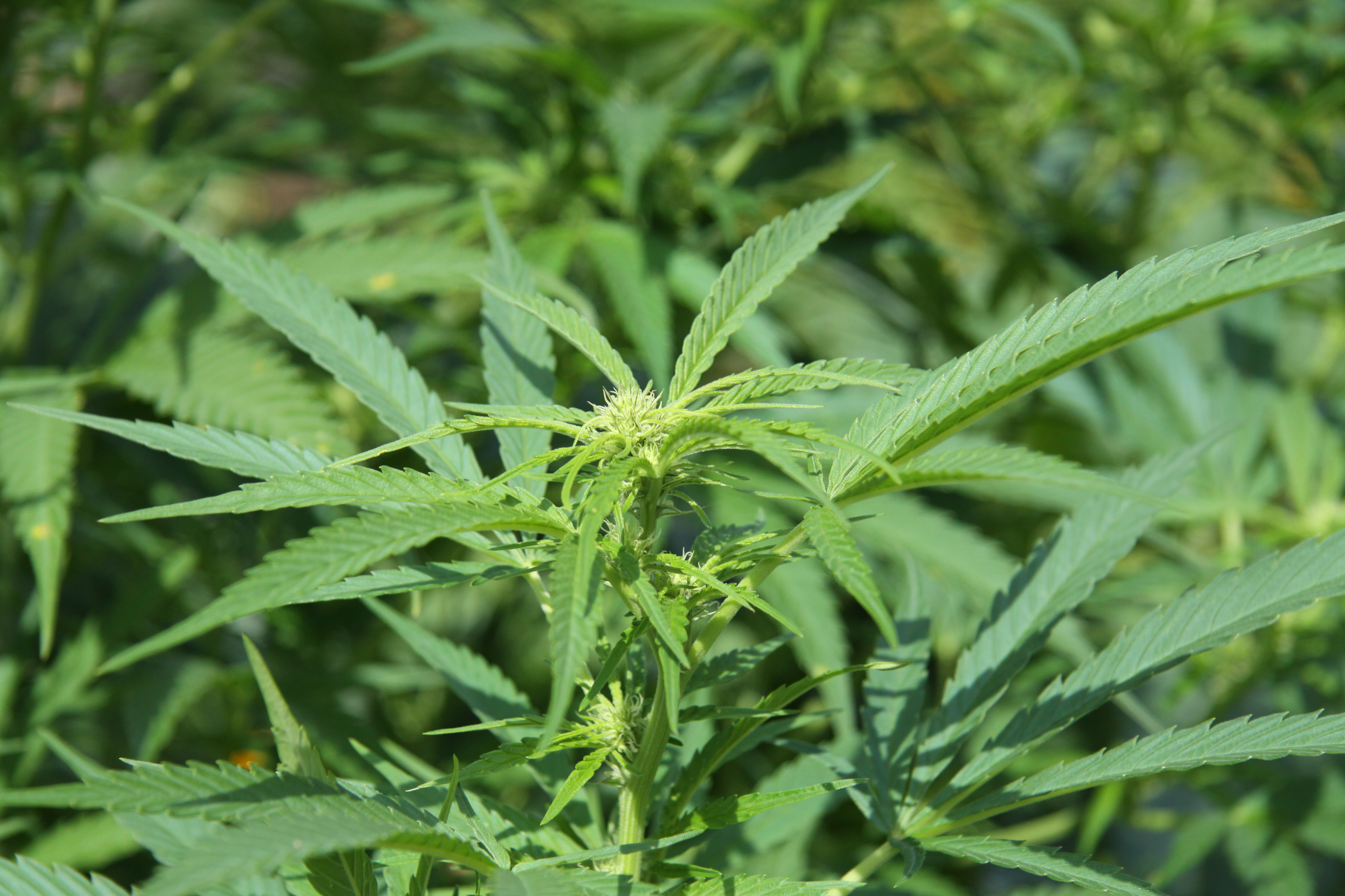 Indoor Medical Marijuana Growing Steps