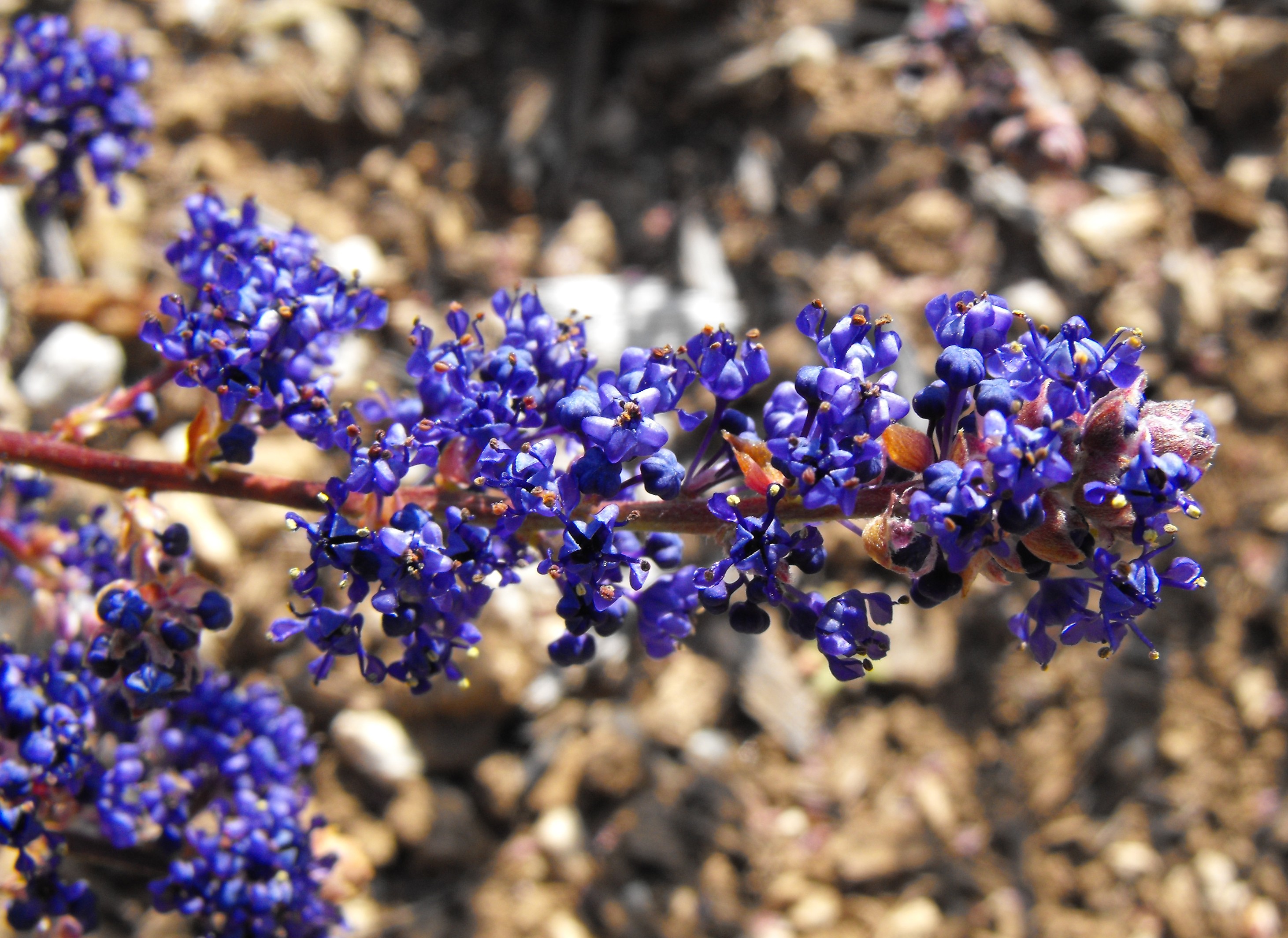 Ceanothus-bluesapphire.jpg