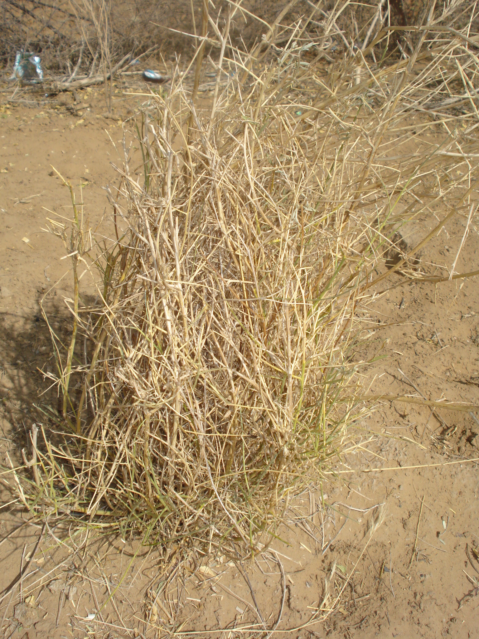 Crotalaria burhia image