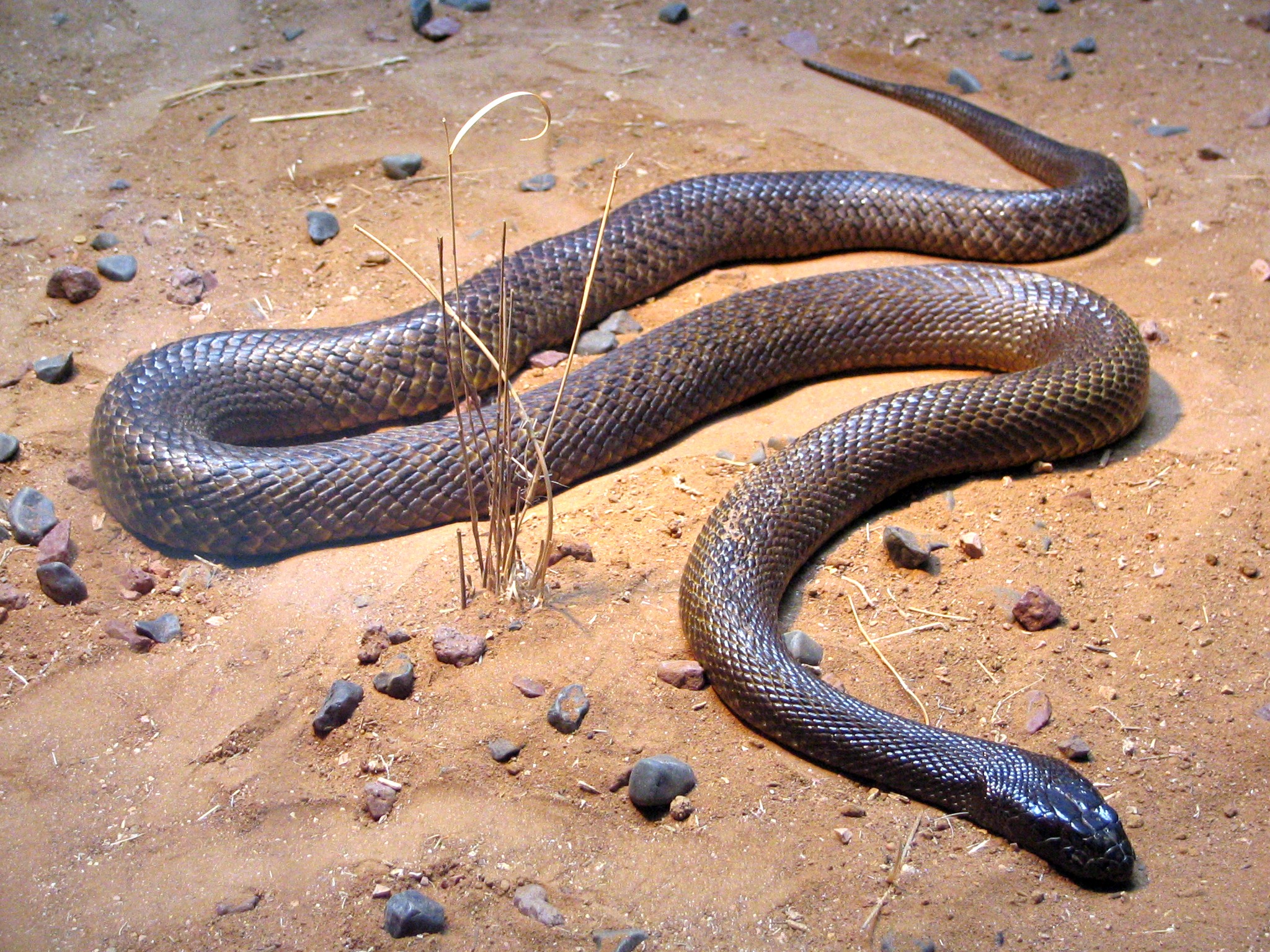 File:Fierce Snake-Oxyuranus microlepidotus.jpg - Wikimedia Commons