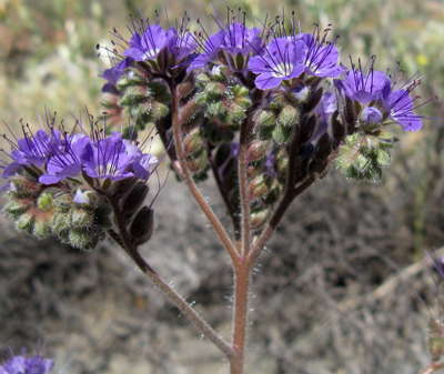 Phacelia crenulata crenulata