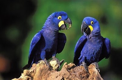 Arara-azul_pequena.jpg