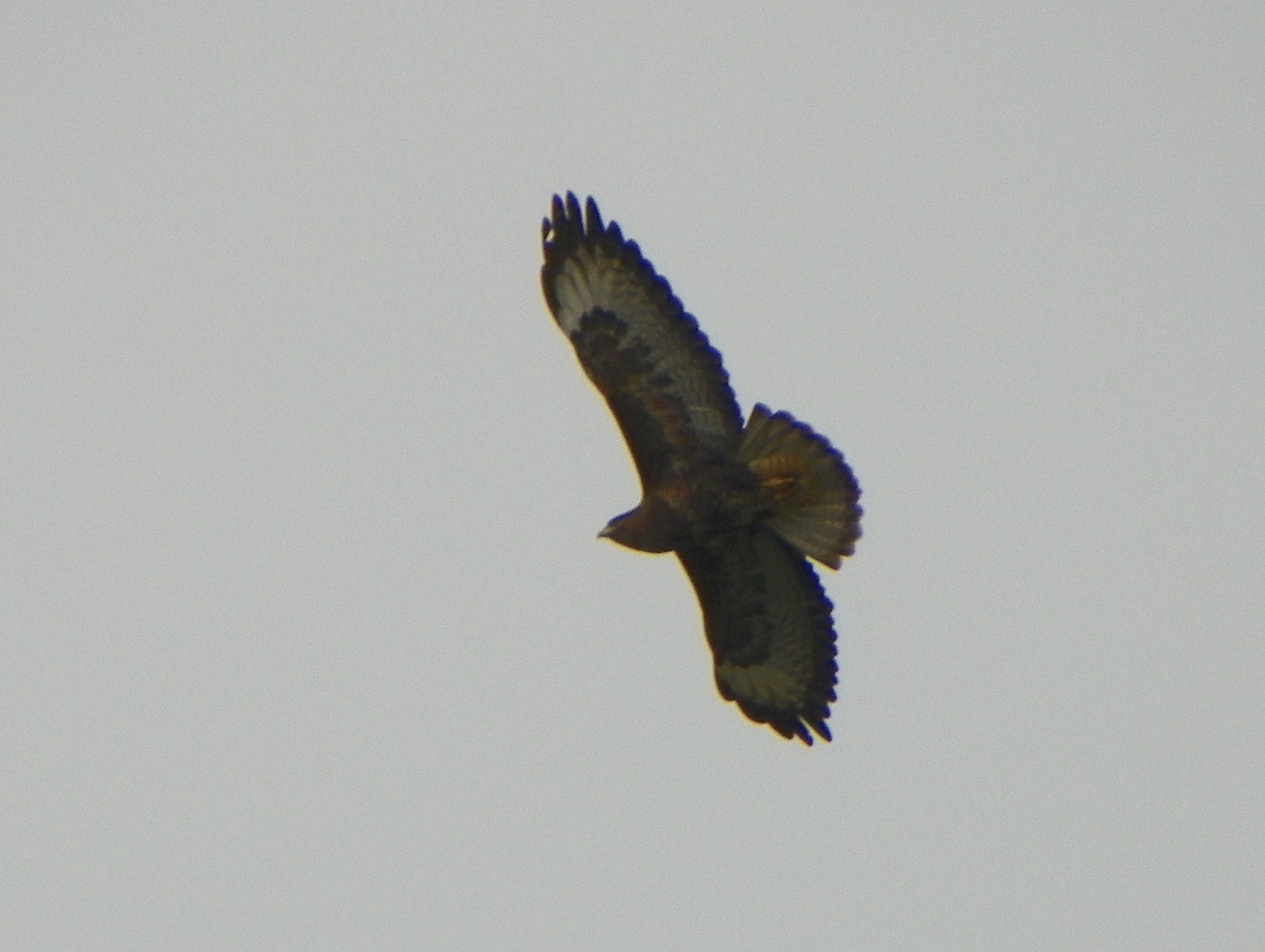 Buzzard Uk