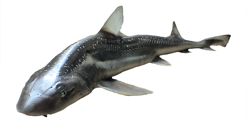 Manazo サメがサメを食べる瞬間に釣り上げられる！