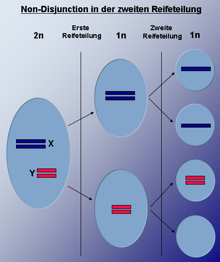 steps of meiosis. meiosis