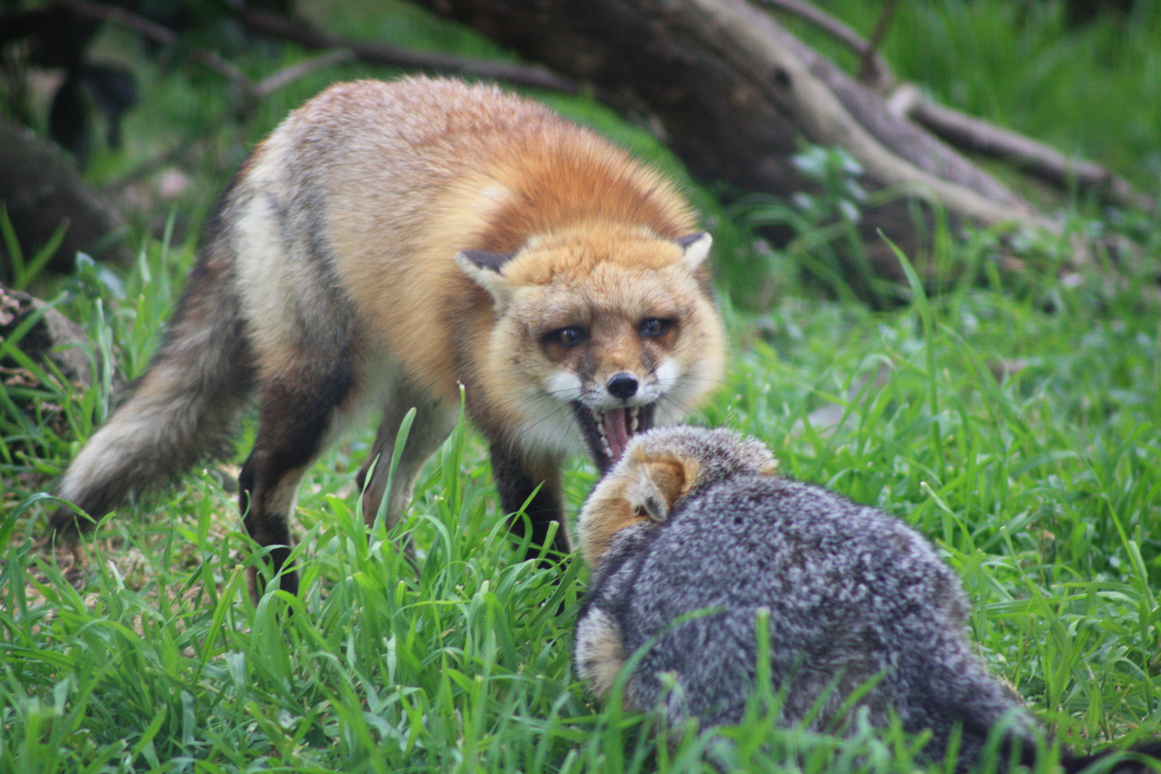 Description Red Fox vs Grey Fox - San Joaquin National Wildlife Refuge ...