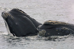 Two North Atlantic right whales Rightwhales.jpg