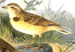 Korttået lærke (Calandrella brachydactyla)