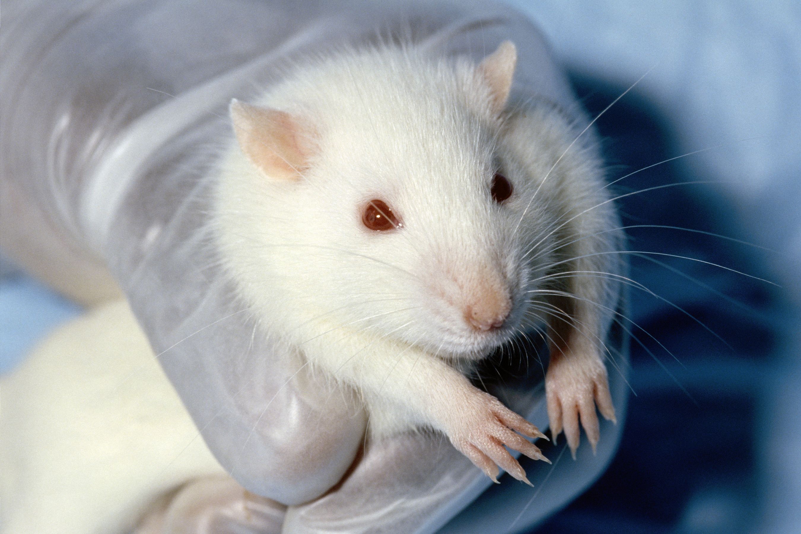Denna råtta, som använts i ett djurförsök, har onekligen vissa fundamentala rättigheter. Men hur viktiga är dem? Var går de etiska gränserna i förhållande till vår förmåga att rädda människoliv?