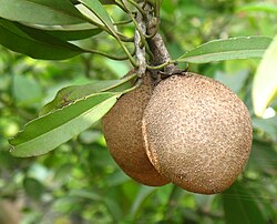 Sapodillas augļi